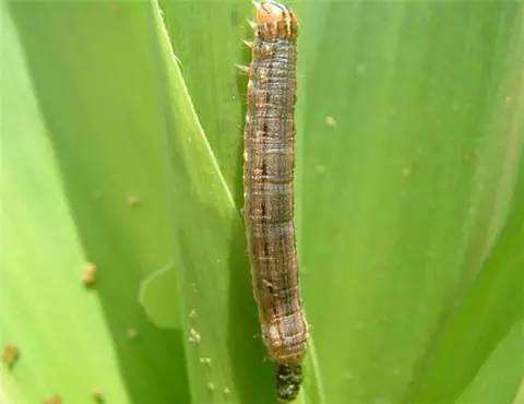 timg (10).jpg timg (10).jpg