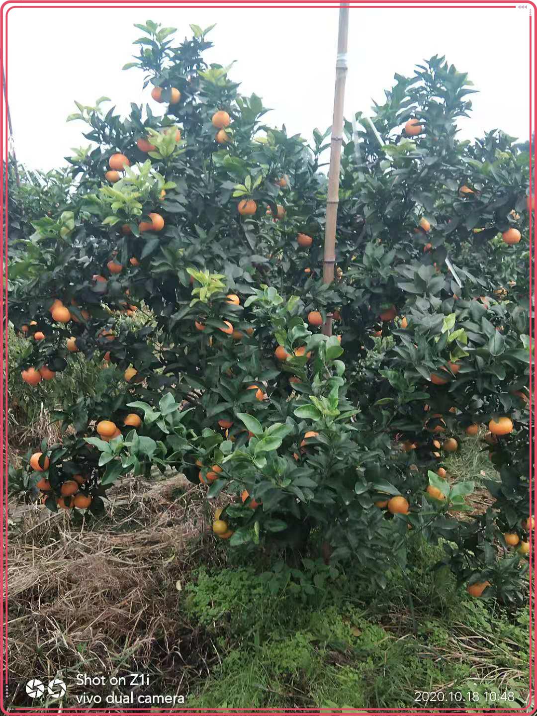 图片7.jpg 图片7.jpg